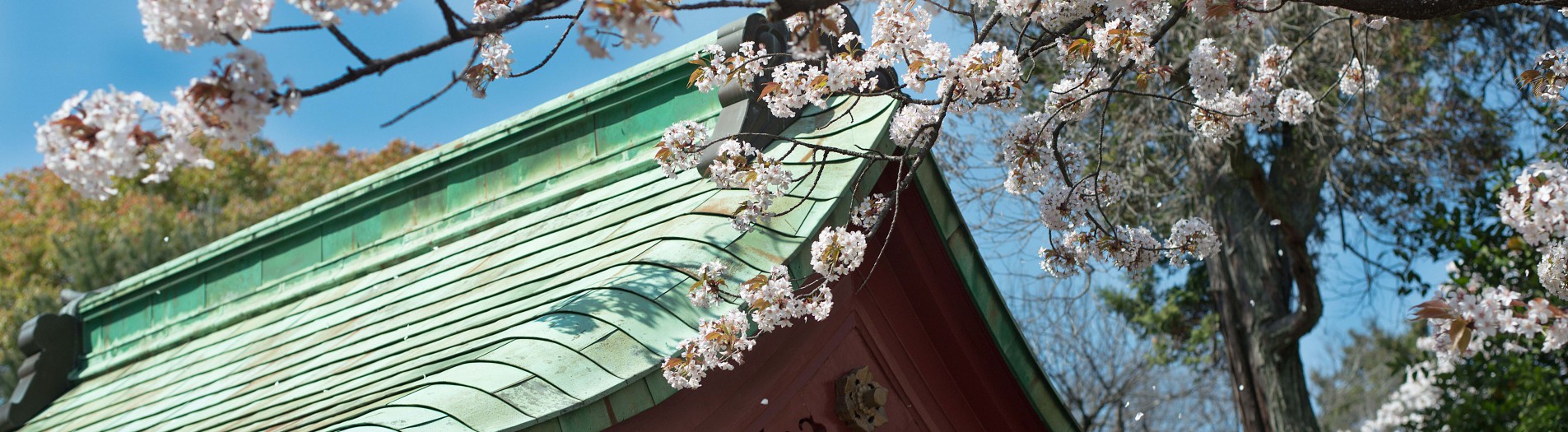 Cherry Blossoms Japan