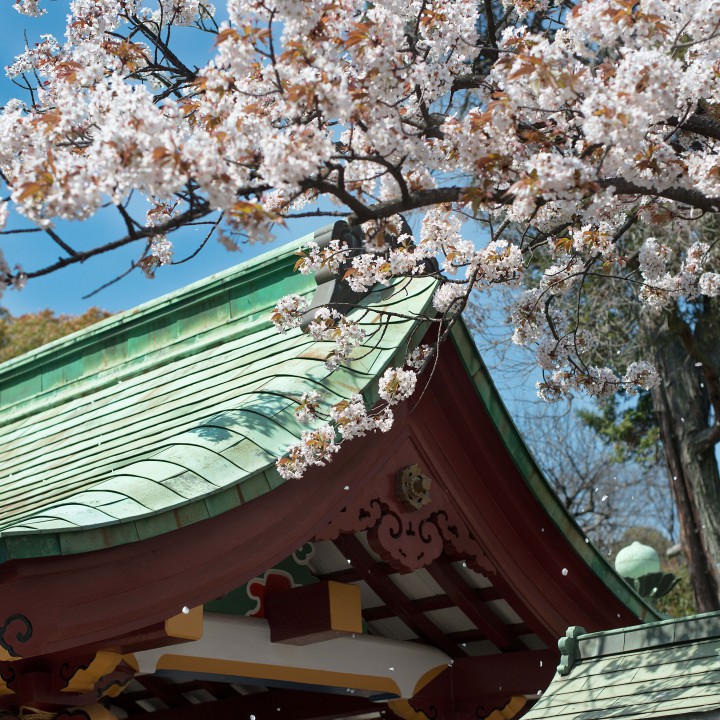 Cherry Blossoms Japan